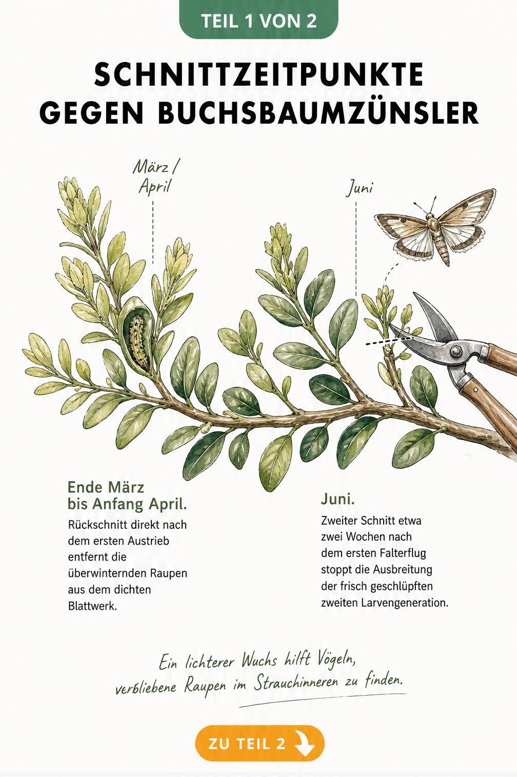Botanische Illustration eines Buchsbaumzweiges, der die Schnittzeitpunkte gegen den Buchsbaumzünsler im Frühjahr und Sommer zeigt.