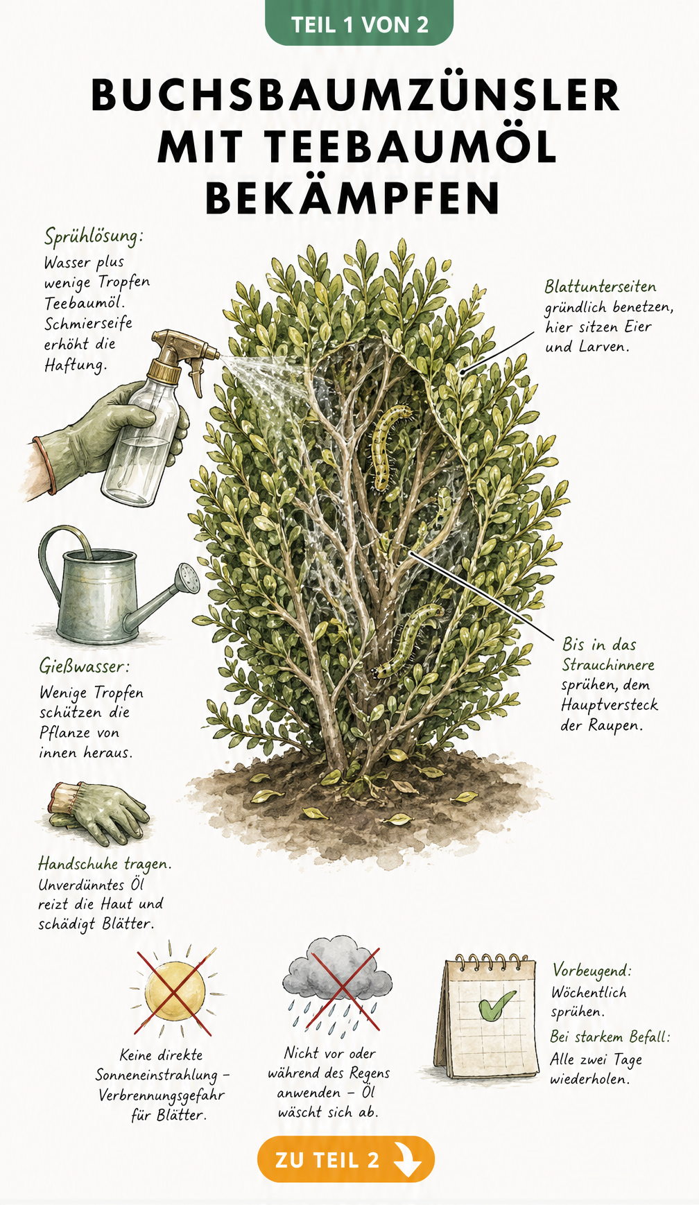 Botanische Illustration eines Buchsbaums mit Anleitung zur Anwendung von Teebaumöl gegen den Buchsbaumzünsler