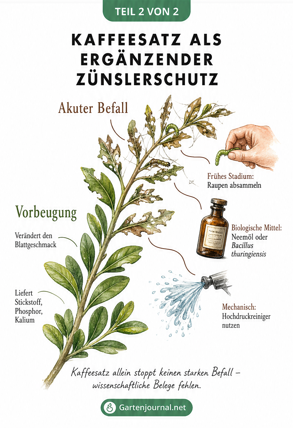 Illustration eines Buchsbaumzweigs, der Vorbeugung durch Kaffeesatz und Maßnahmen bei akutem Zünsler-Befall zeigt