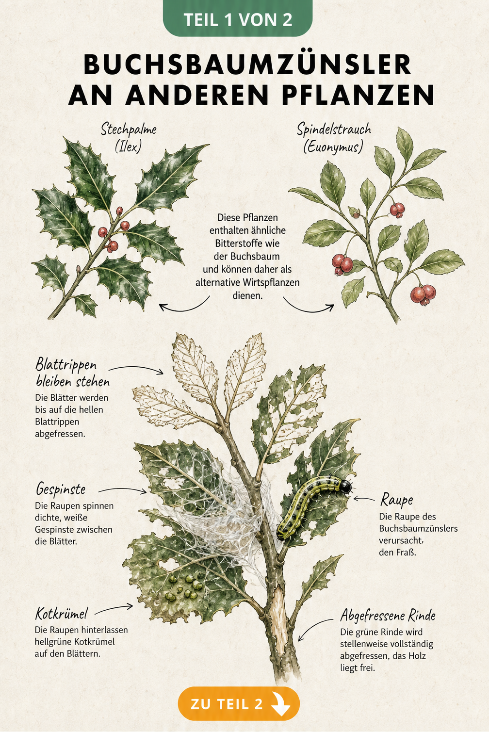 Botanische Lehrtafel zeigt Stechpalme und Spindelstrauch als Wirtspflanzen des Buchsbaumzünslers sowie das typische Schadbild mit abgefressenen Blättern,...