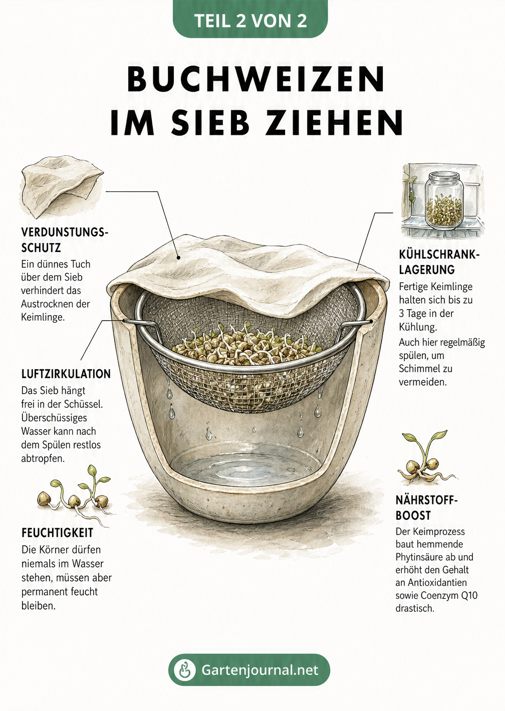 Querschnitt-Zeichnung einer Schüssel mit einem feinen Küchensieb, in dem Buchweizenkörner liegen, abgedeckt mit einem Tuch.