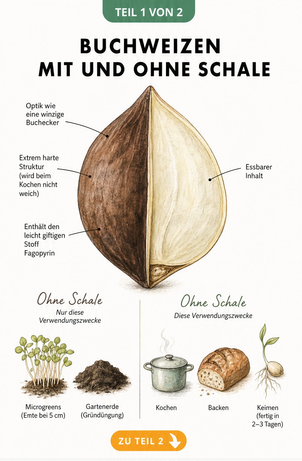 Botanische Illustration eines Buchweizenkorns im Querschnitt, die die harte Schale und das helle Innere sowie deren Verwendungszwecke zeigt.