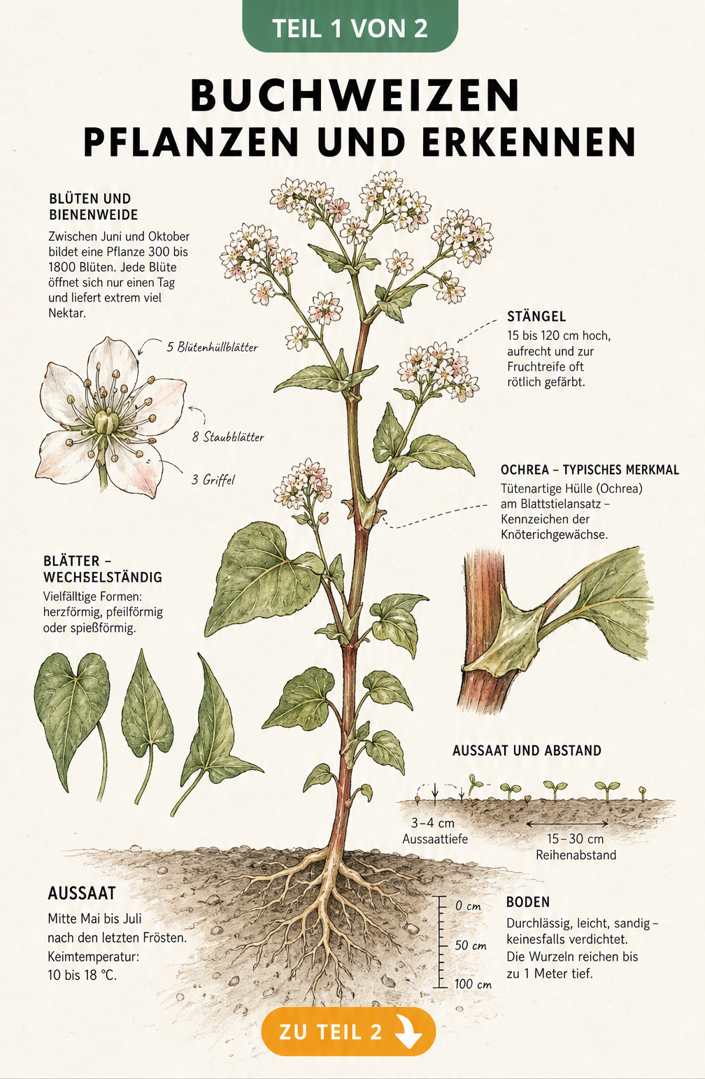 Botanische Illustration einer Buchweizenpflanze mit Wurzeln, Blättern und Blüten