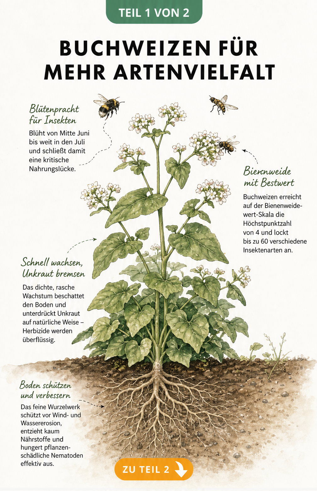 Botanische Illustration einer Buchweizenpflanze mit Wurzeln, Blüten und Insekten