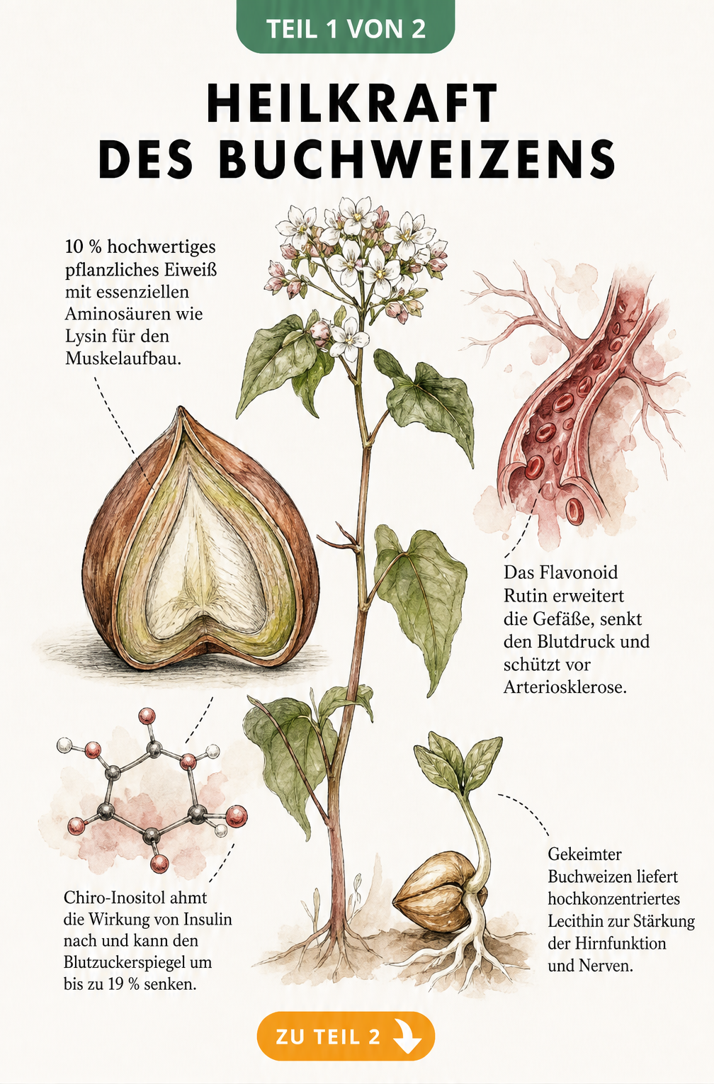 Botanische Illustration einer Buchweizenpflanze mit Querschnitt des Korns und Nährwertangaben