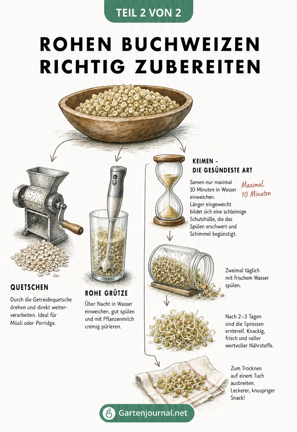 Illustration verschiedener Zubereitungsarten für rohen Buchweizen: Quetschen zu Flocken, Pürieren zu Grütze und Keimen im Glas.