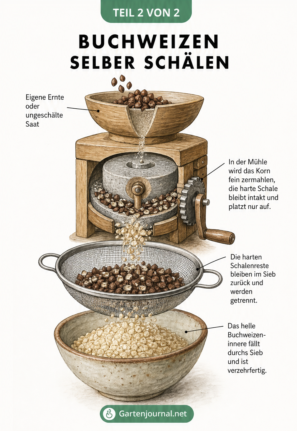 Illustration einer Getreidemühle, die ungeschälten Buchweizen mahlt, gefolgt von einem Sieb, das die harten Schalen vom hellen Inneren trennt.