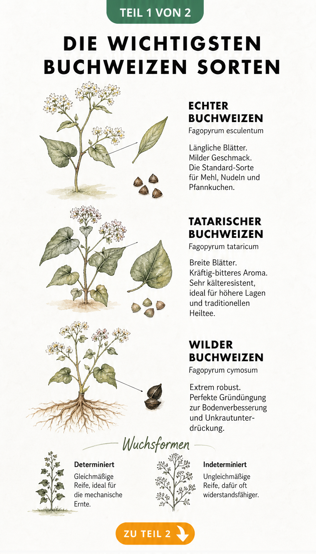 Botanische Illustration der drei wichtigsten Buchweizen-Sorten: Echter, Tatarischer und Wilder Buchweizen mit Details zu Blättern und Wuchsform.