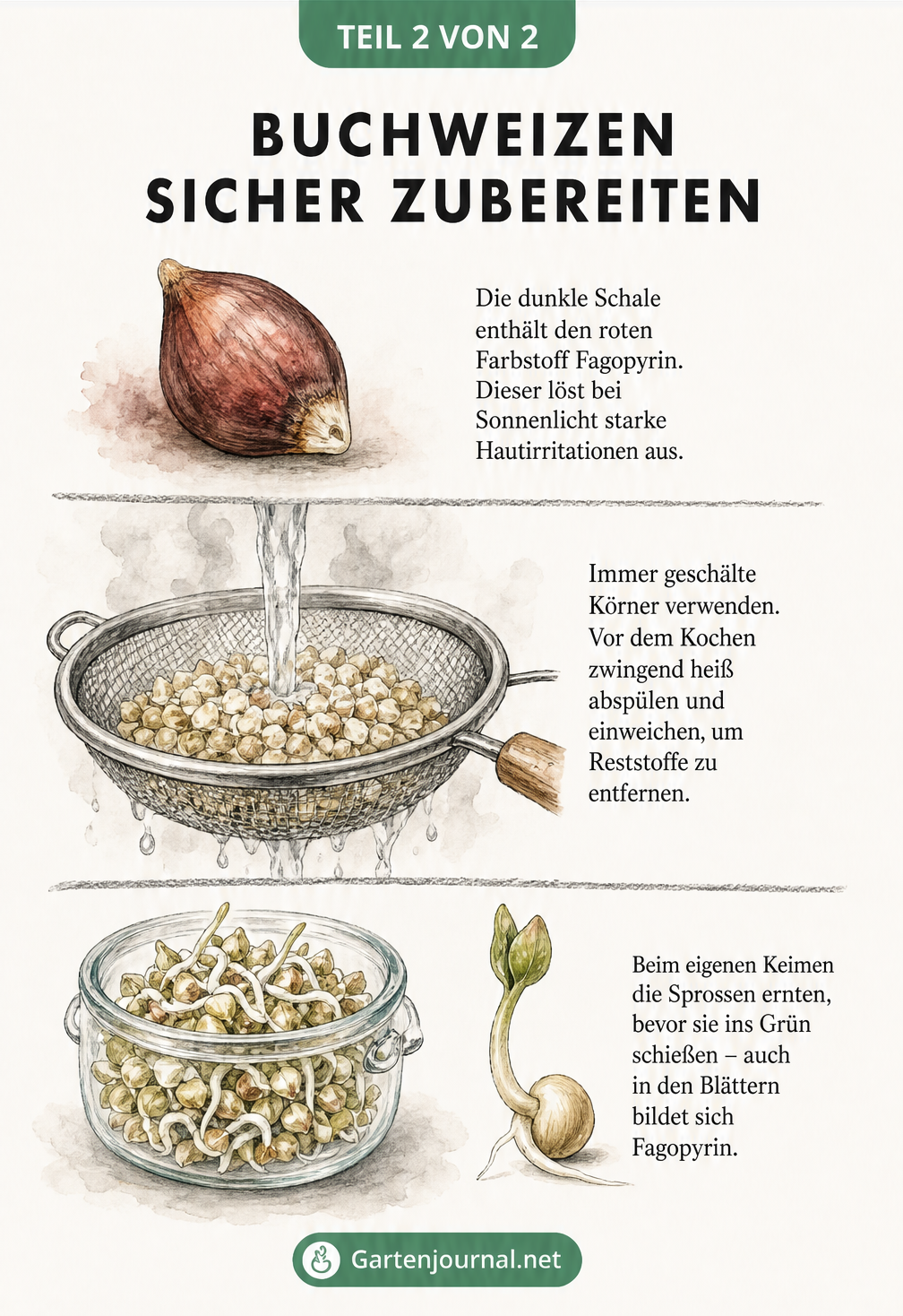Illustration zur sicheren Zubereitung von Buchweizen: ungeschältes Korn, gewaschene Körner im Sieb und Keimlinge