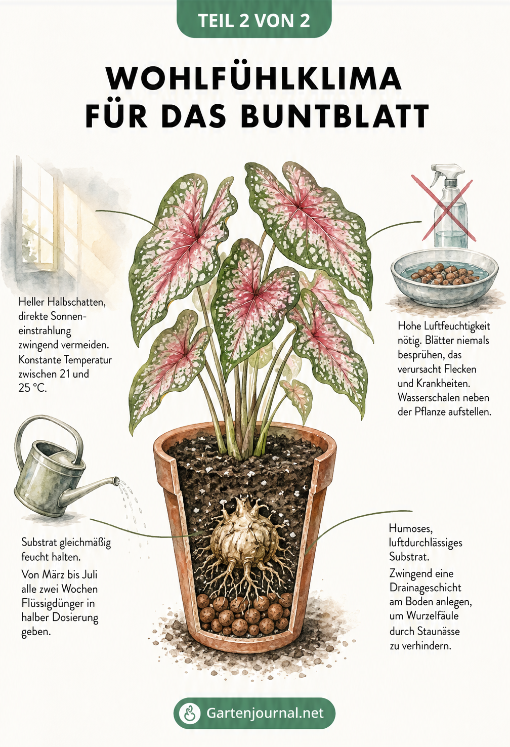 Botanische Illustration zum Überwintern von Buntblatt-Knollen vom Herbst bis zum Frühling