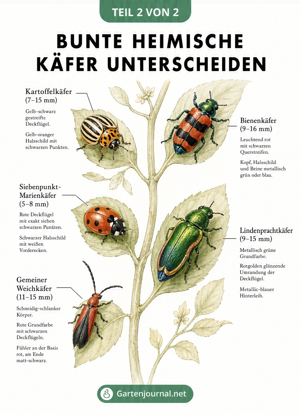 Aquarell-Illustration von fünf bunten heimischen Käferarten auf einer Pflanze, darunter Kartoffelkäfer, Bienenkäfer, Marienkäfer, Lindenprachtkäfer und...