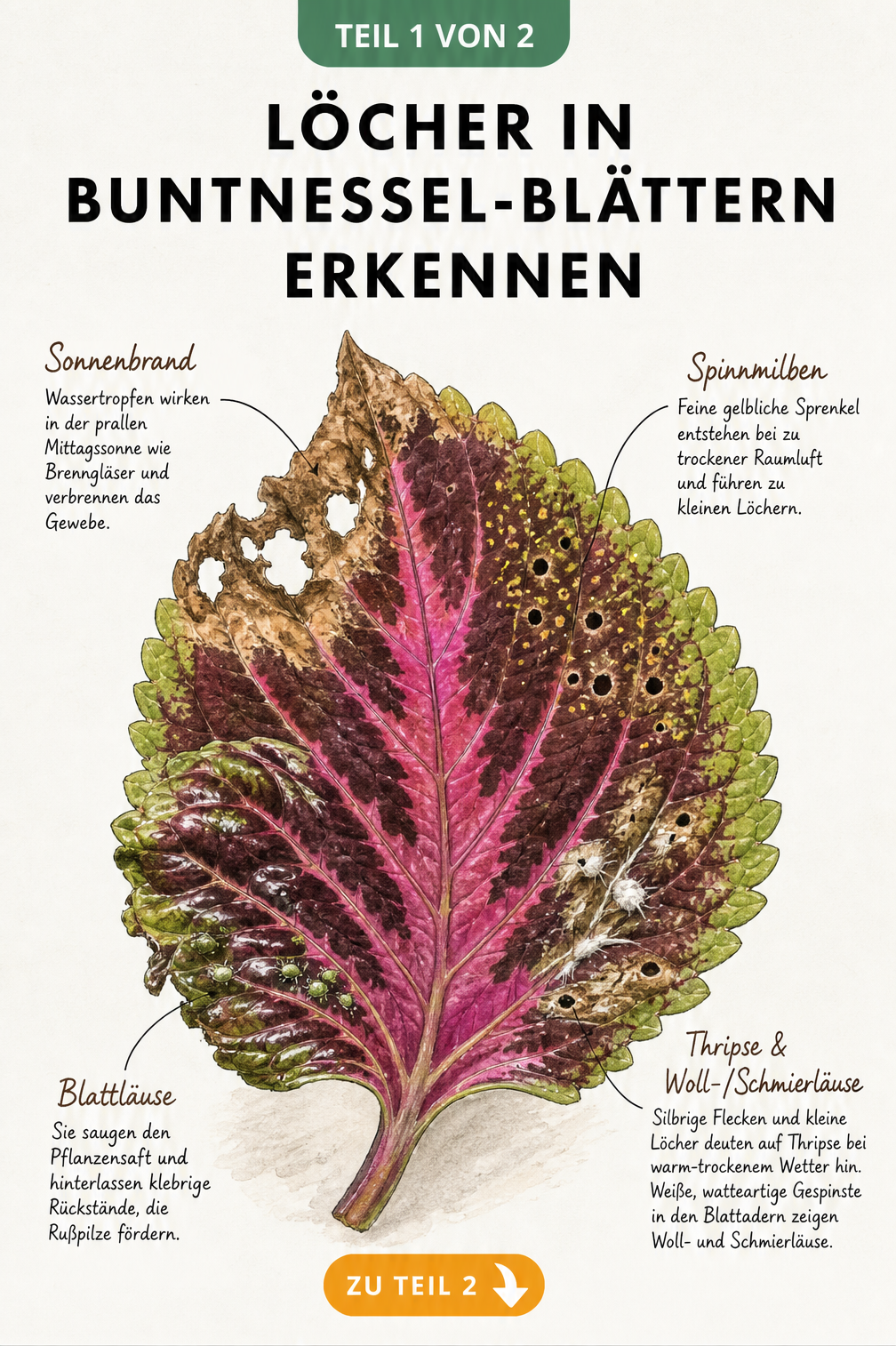 Botanische Illustration eines Buntnessel-Blattes mit typischen Schadbildern wie Sonnenbrand, Spinnmilben, Blattläusen und Thripsen.