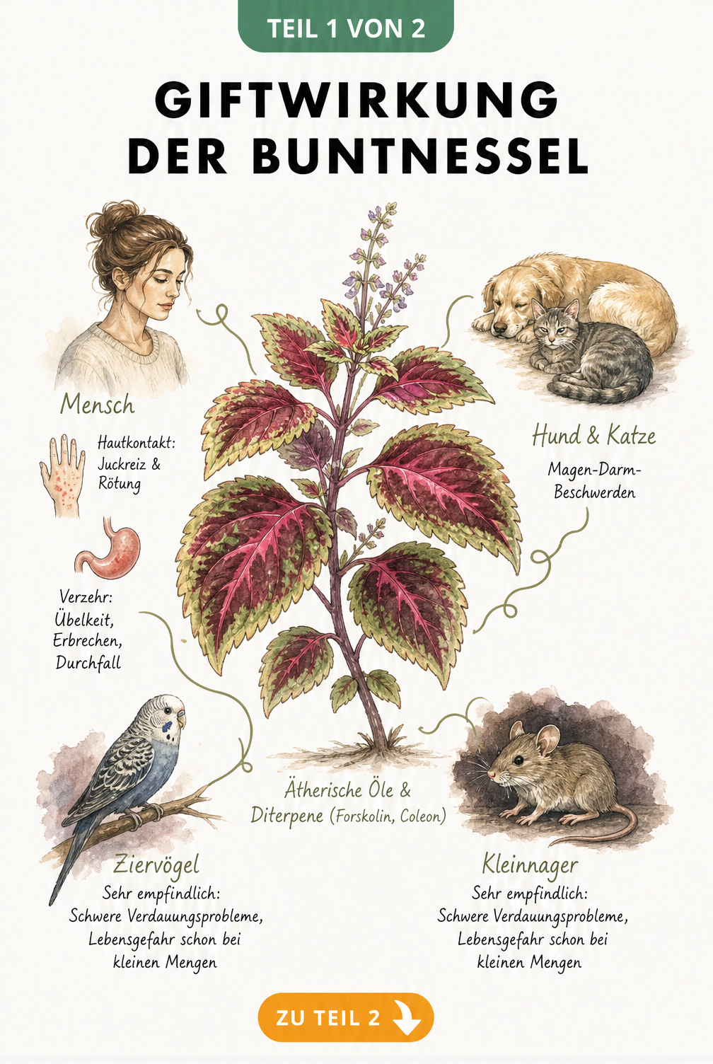 Botanische Illustration einer Buntnessel mit Hinweisen zu giftigen Inhaltsstoffen und Symptomen bei Mensch und Tier