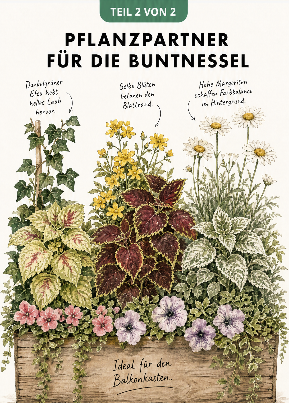 Drei Pflanzenkombinationen mit Buntnessel: Efeu mit heller Buntnessel, Goldmarie mit roter Buntnessel und Margeriten mit weiß-grüner Buntnessel.