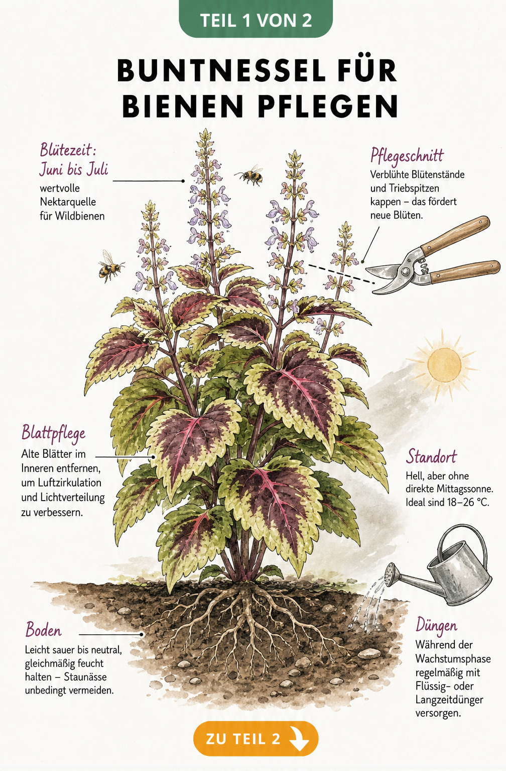Botanische Illustration einer Buntnessel mit Pflegehinweisen für Bienenfreundlichkeit