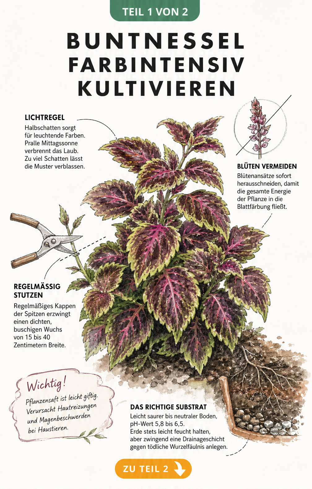 Handgezeichnete Illustration einer Buntnessel mit Pflegetipps zu Lichtbedarf, Stutzen, Substrat und Giftigkeit für leuchtende Blätter