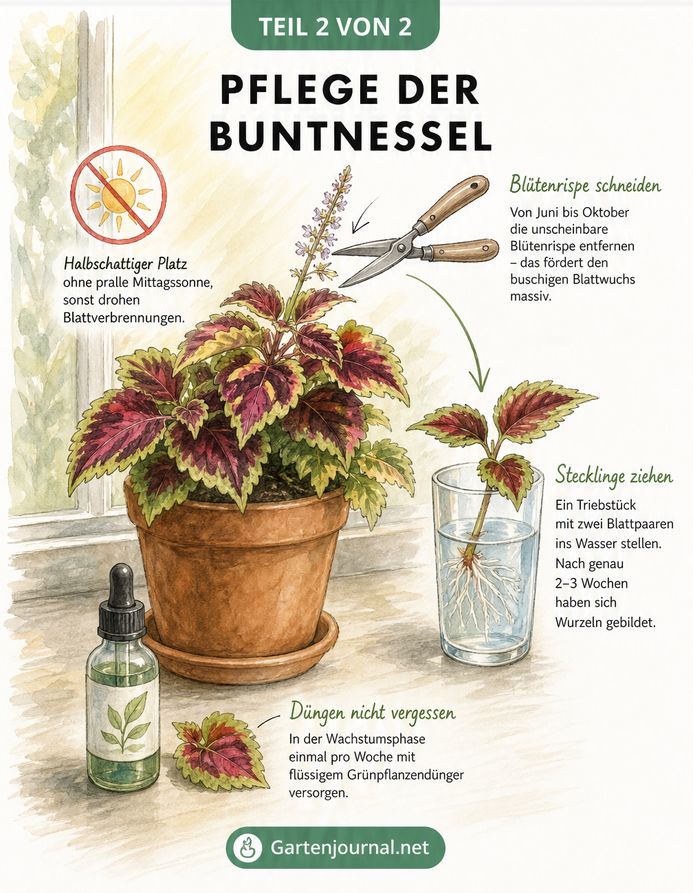 Illustration zur Pflege der Buntnessel mit Standort, Schnitt, Duengung und Vermehrung im Wasserglas