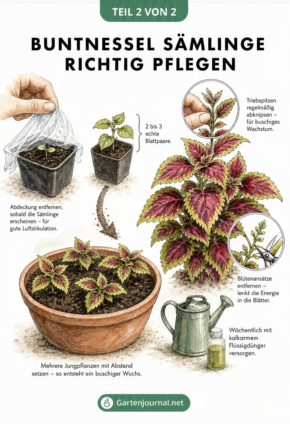 Illustration der Wachstumsstadien einer Buntnessel vom Sämling über die Jungpflanze bis zur kräftigen Pflanze mit Details zum Rückschnitt und Blütenentfernen