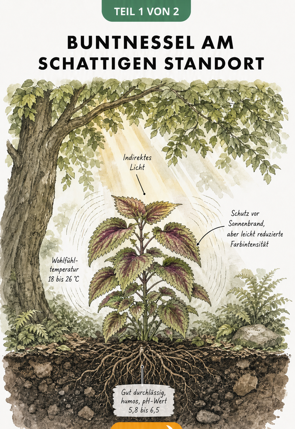 Botanische Illustration einer Buntnessel unter einem Baum mit indirektem Licht, Wurzelquerschnitt und Bodenwerten