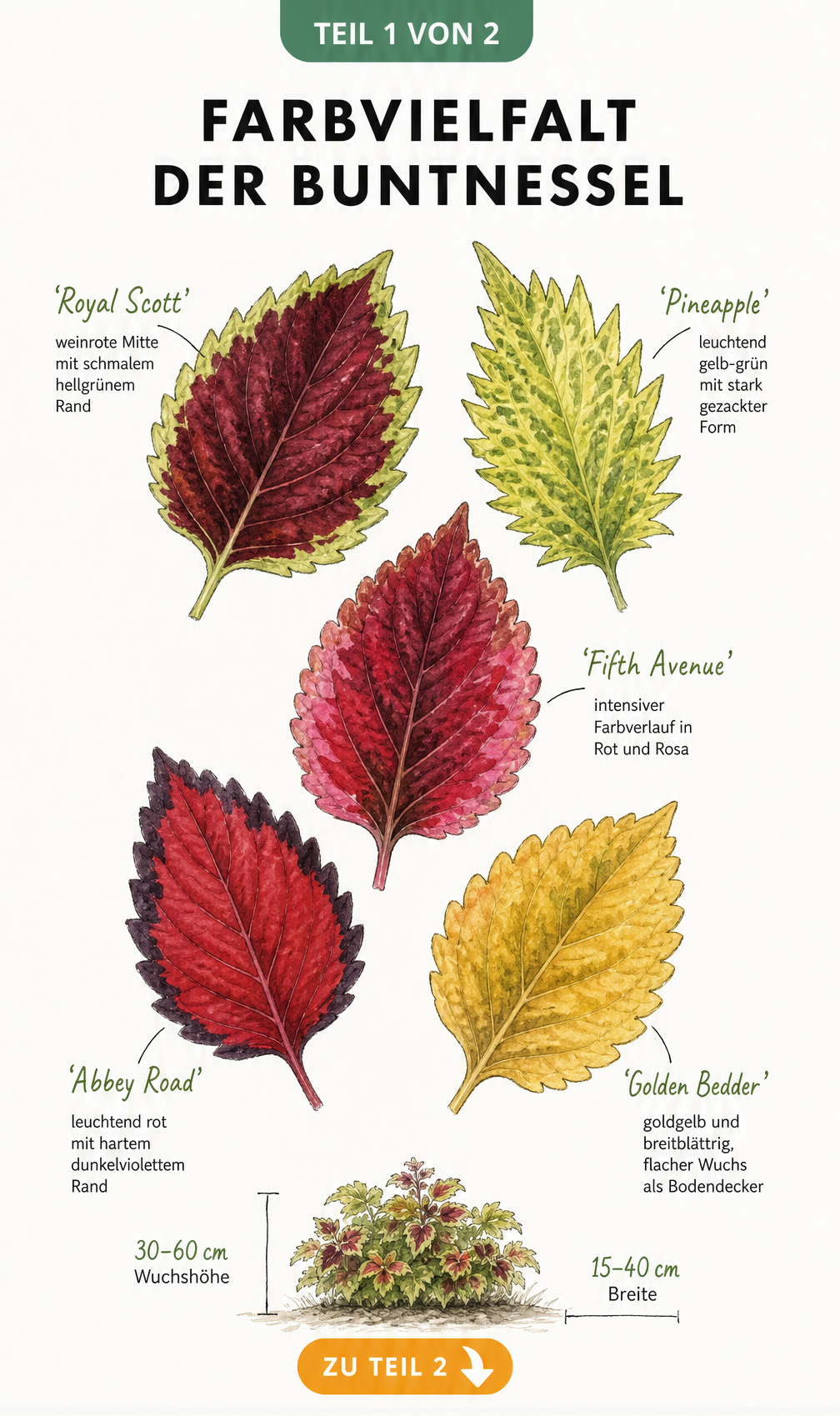 Botanische Illustration von fuenf Buntnessel-Sorten mit unterschiedlichen Blattfarben und Wuchsangaben