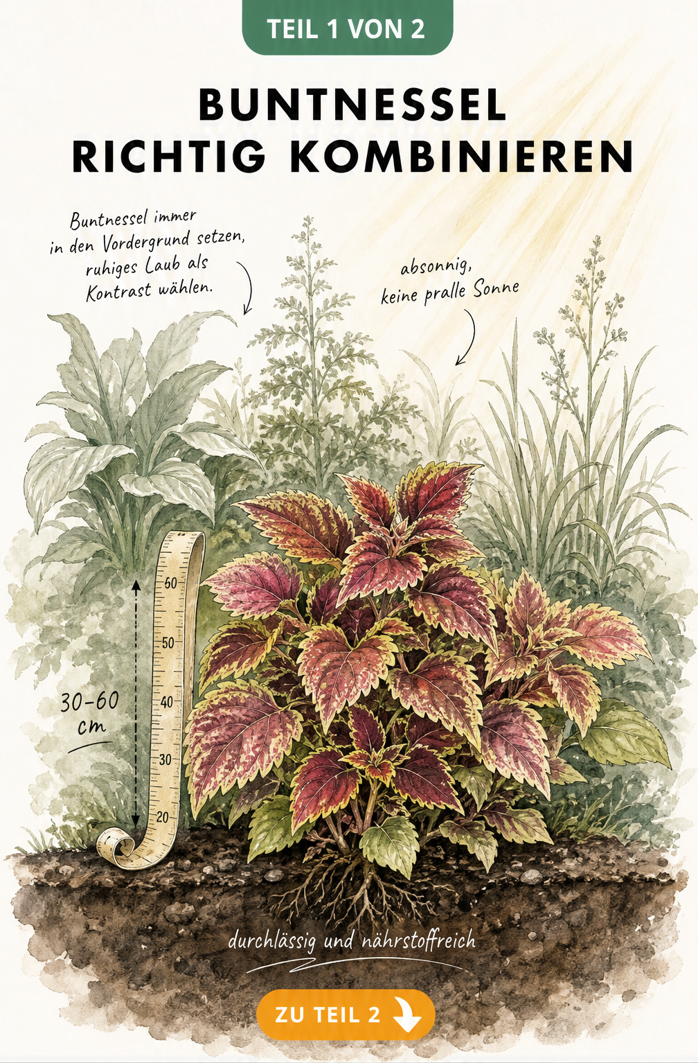 Botanische Schnittzeichnung eines Gartenbeets mit einer mehrfarbigen Buntnessel im Zentrum, umgeben von höheren grünen Stauden im Hintergrund.