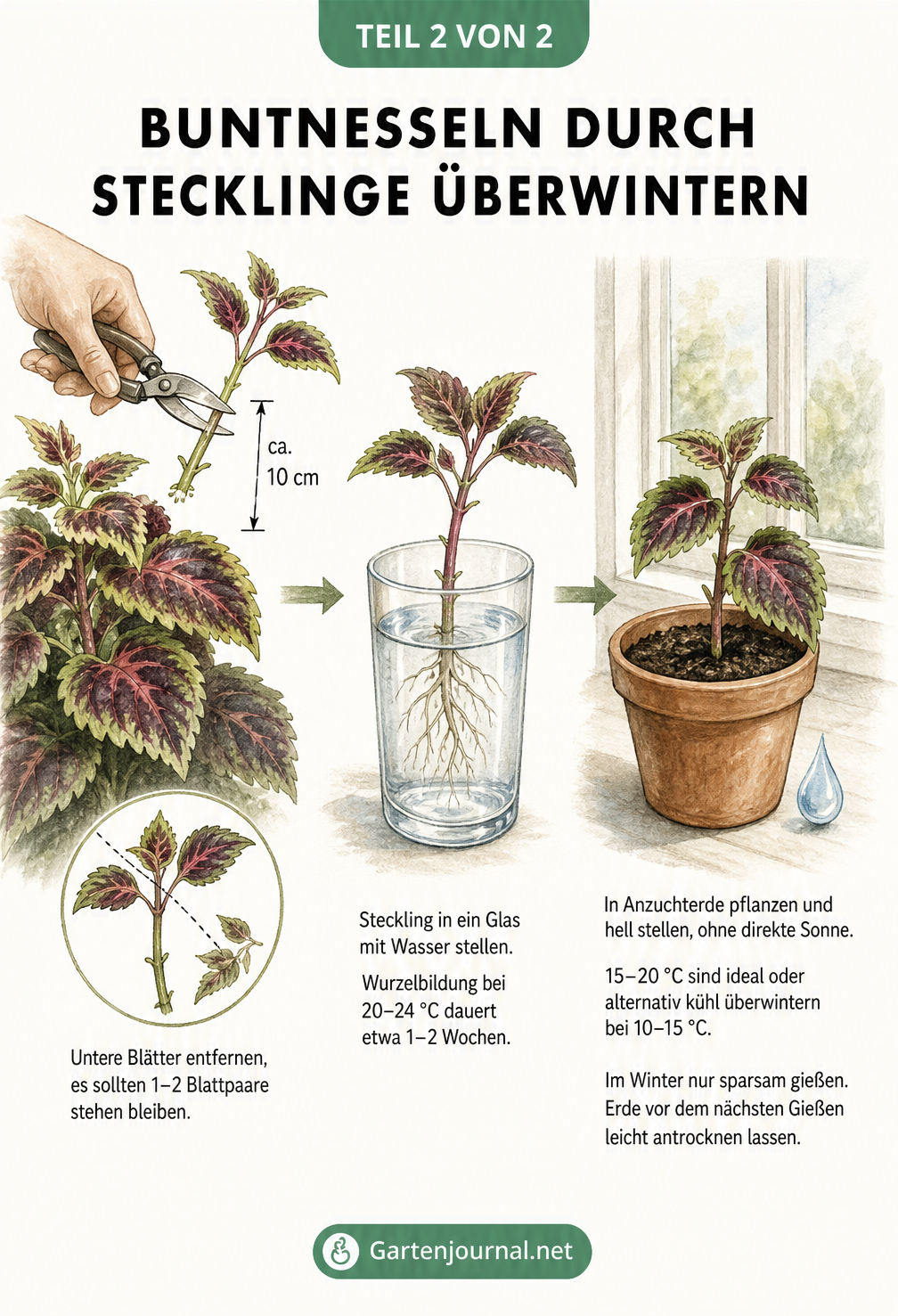 Illustration der Vermehrung von Buntnesseln durch Stecklinge im Wasserglas und anschließendes Einpflanzen.