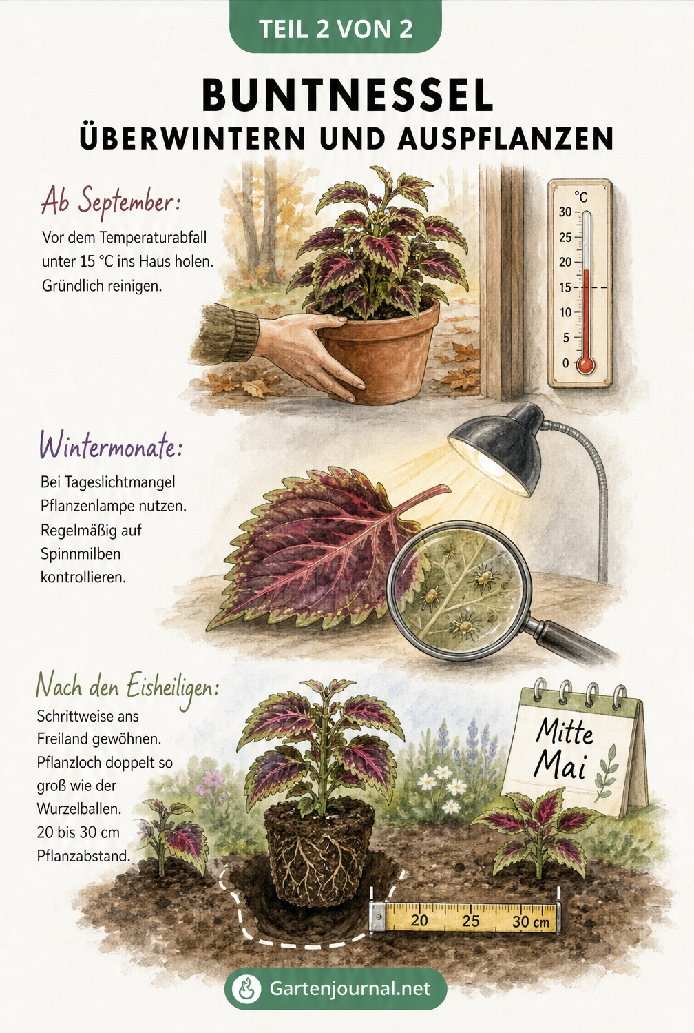 Drei Phasen der Buntnessel-Überwinterung: Ins Haus holen im Herbst, Pflege mit Pflanzenlampe im Winter und Auspflanzen im Frühjahr.