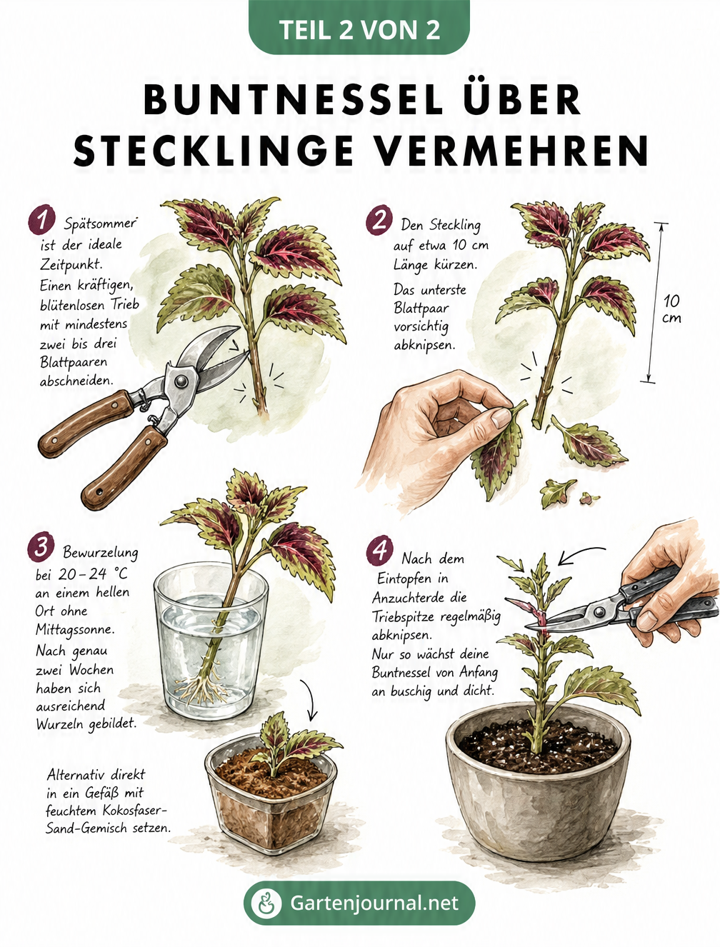 Aquarell-Skizze zur Vermehrung von Buntnesseln durch Stecklinge in vier Schritten: Schneiden, Vorbereiten, Bewurzeln im Wasserglas und Eintopfen