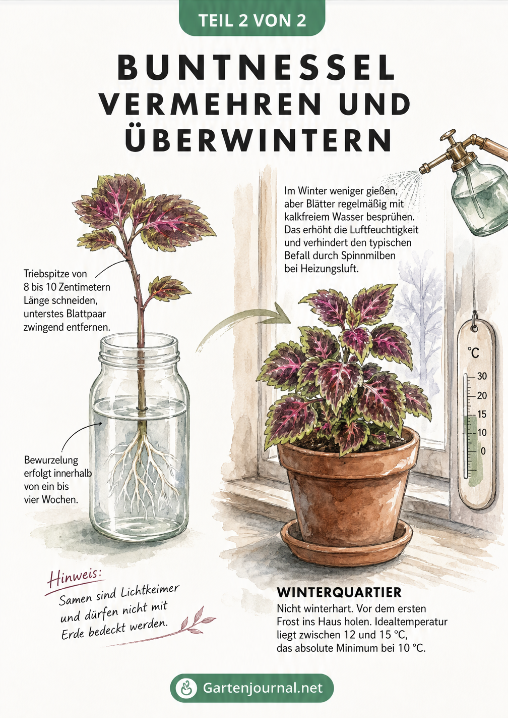 Aquarell-Skizze zur Vermehrung von Buntnesseln durch Stecklinge im Wasserglas und Tipps zur Überwinterung im Haus bei idealer Temperatur