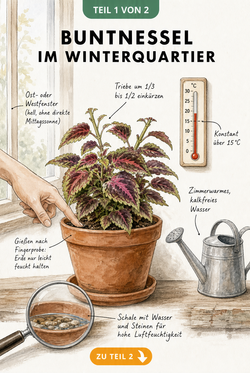 Illustration einer Buntnessel im Topf auf der Fensterbank mit Pflegehinweisen für das Winterquartier wie Temperatur, Licht und Gießen.