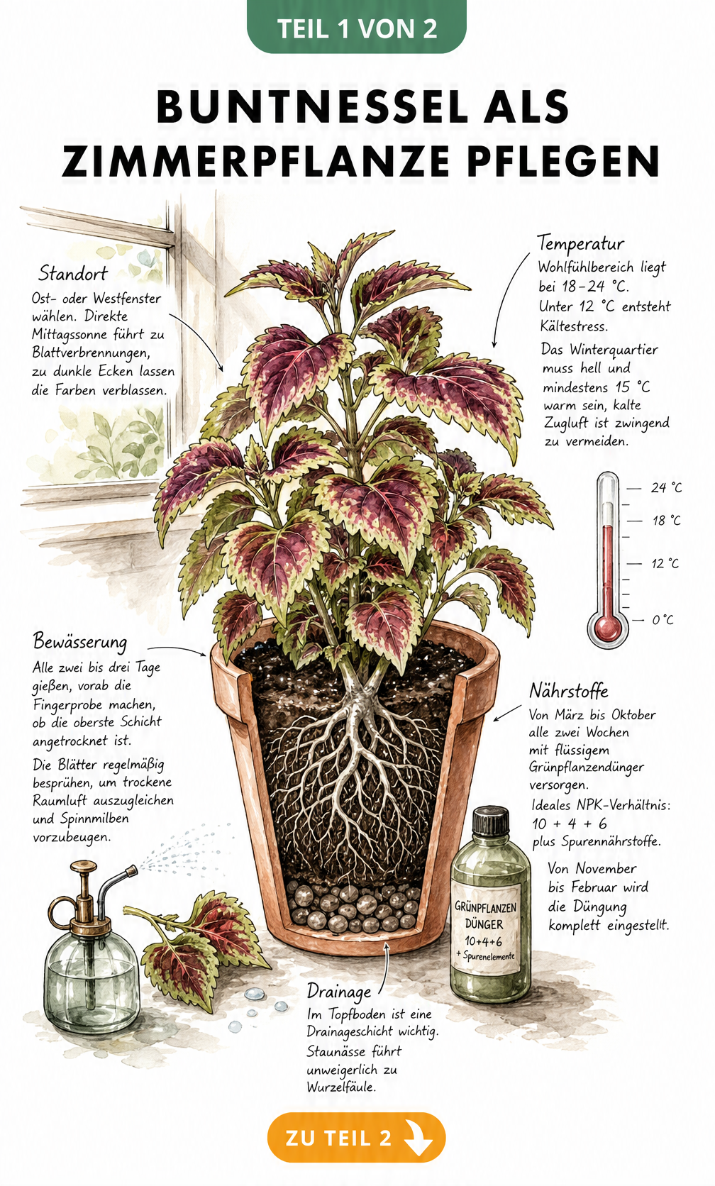 Botanische Illustration einer Buntnessel im Terrakotta-Topf mit Pflegehinweisen zu Standort, Temperatur, Bewässerung und Düngung