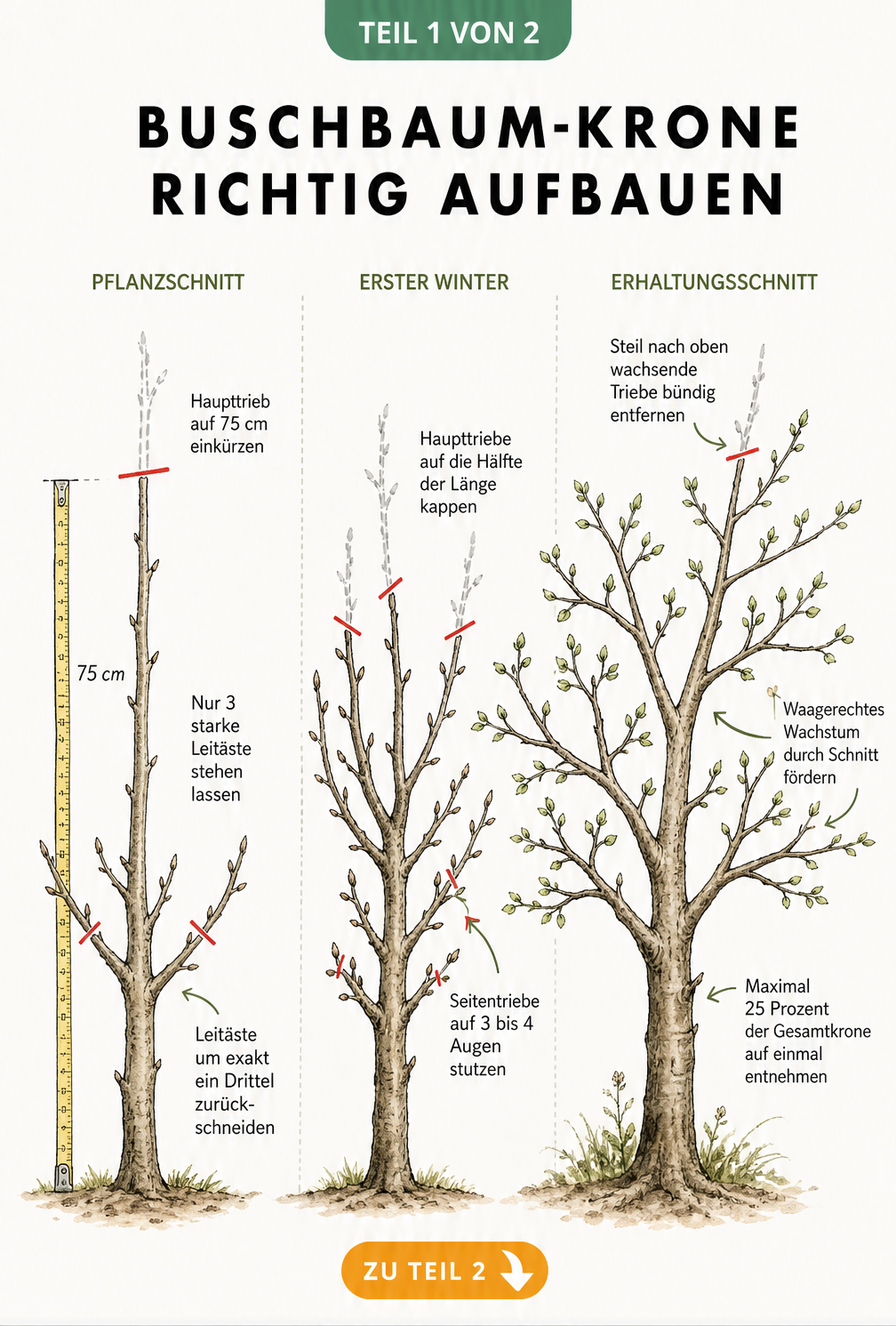 Illustration der drei Entwicklungsphasen eines Buschbaums mit Schnittlinien für Pflanzschnitt, ersten Winter und Erhaltungsschnitt