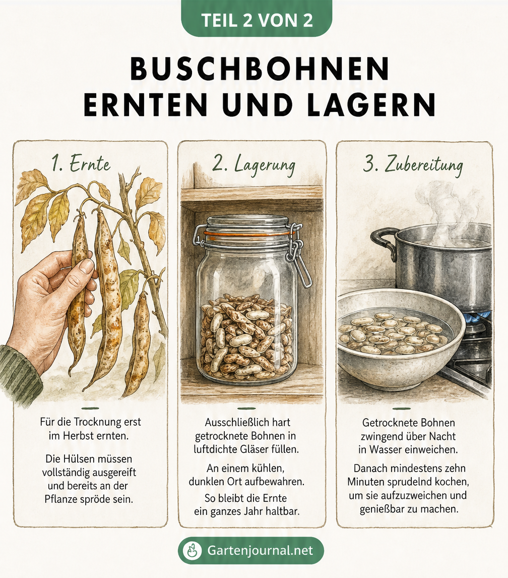 Illustration zur Ernte, Lagerung und Zubereitung von getrockneten Buschbohnen