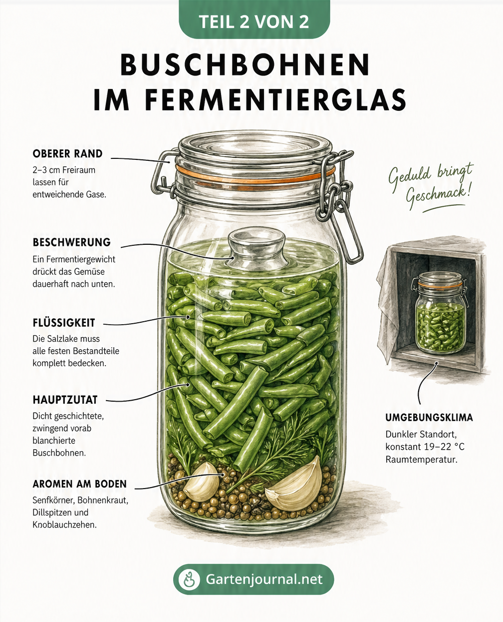 Schnittzeichnung eines Bügelglases mit geschichteten Buschbohnen, Salzlake und Gewürzen