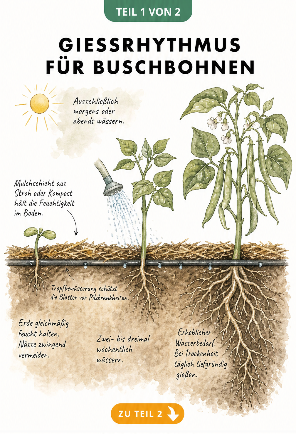 Illustration des Gießrhythmus für Buschbohnen in drei Wachstumsstadien: Keimling, wachsende Pflanze und ausgewachsene Pflanze mit Blüten und Hülsen.