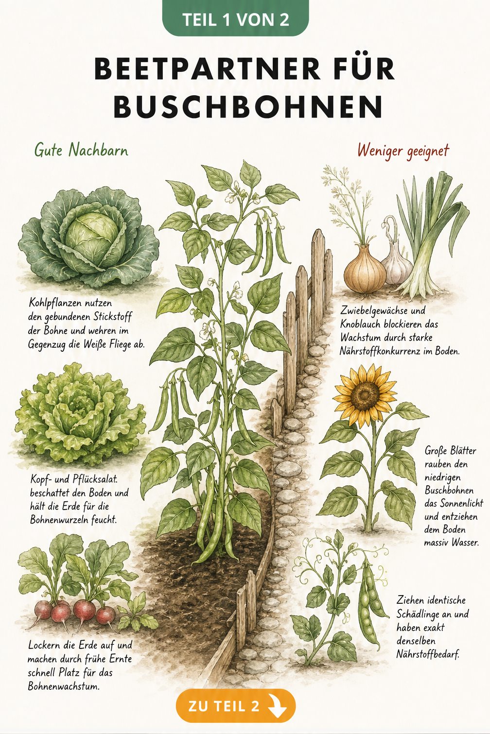 Illustration von Buschbohnen mit geeigneten und ungeeigneten Beetnachbarn wie Kohl, Salat und Zwiebeln