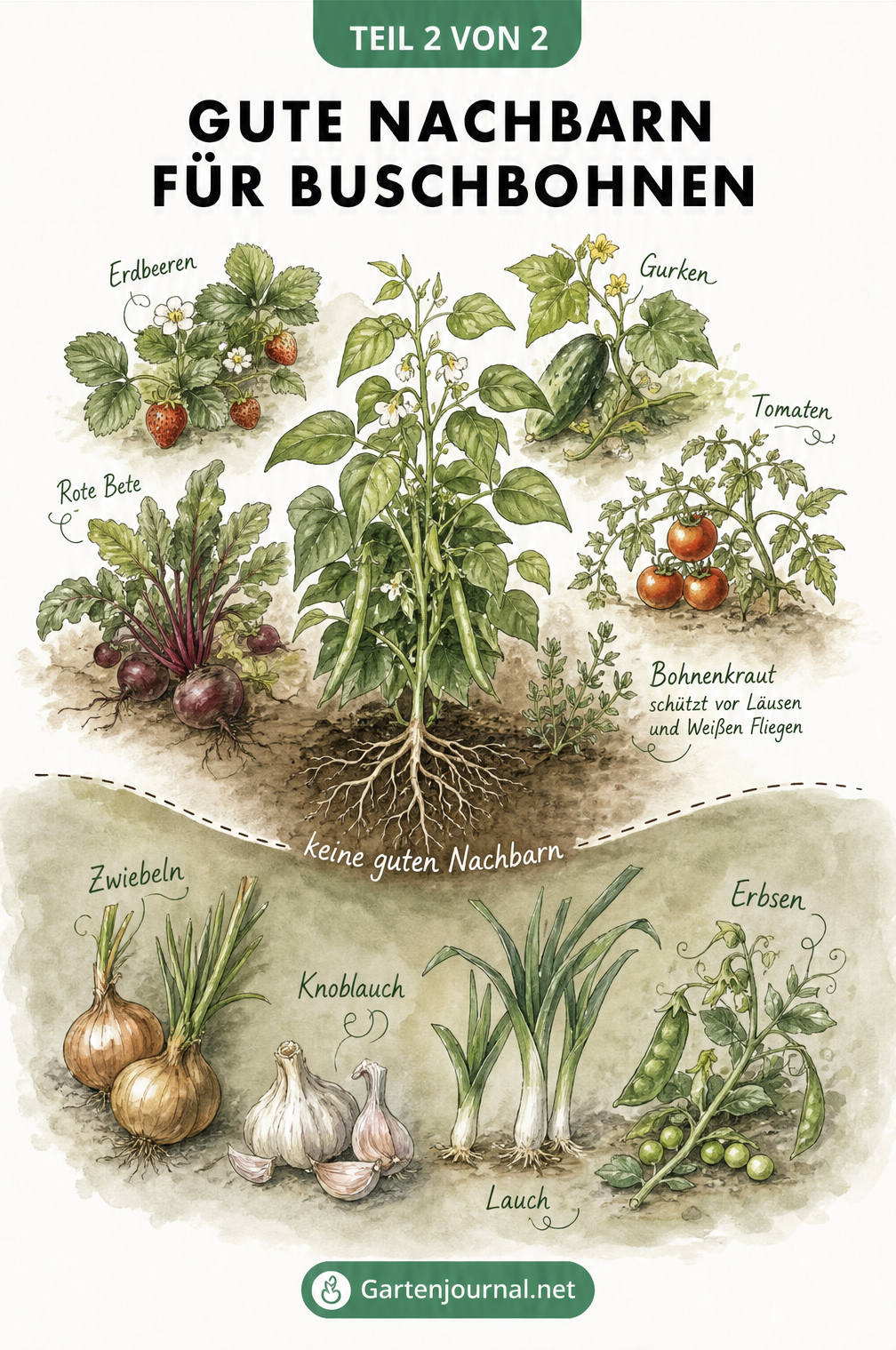 Illustration von guten und schlechten Nachbarn für Buschbohnen im Beet