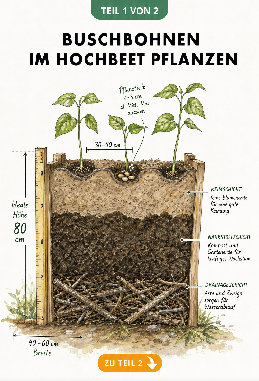 Querschnitt eines Hochbeets mit Schichtenaufbau und Pflanzabständen für Buschbohnen