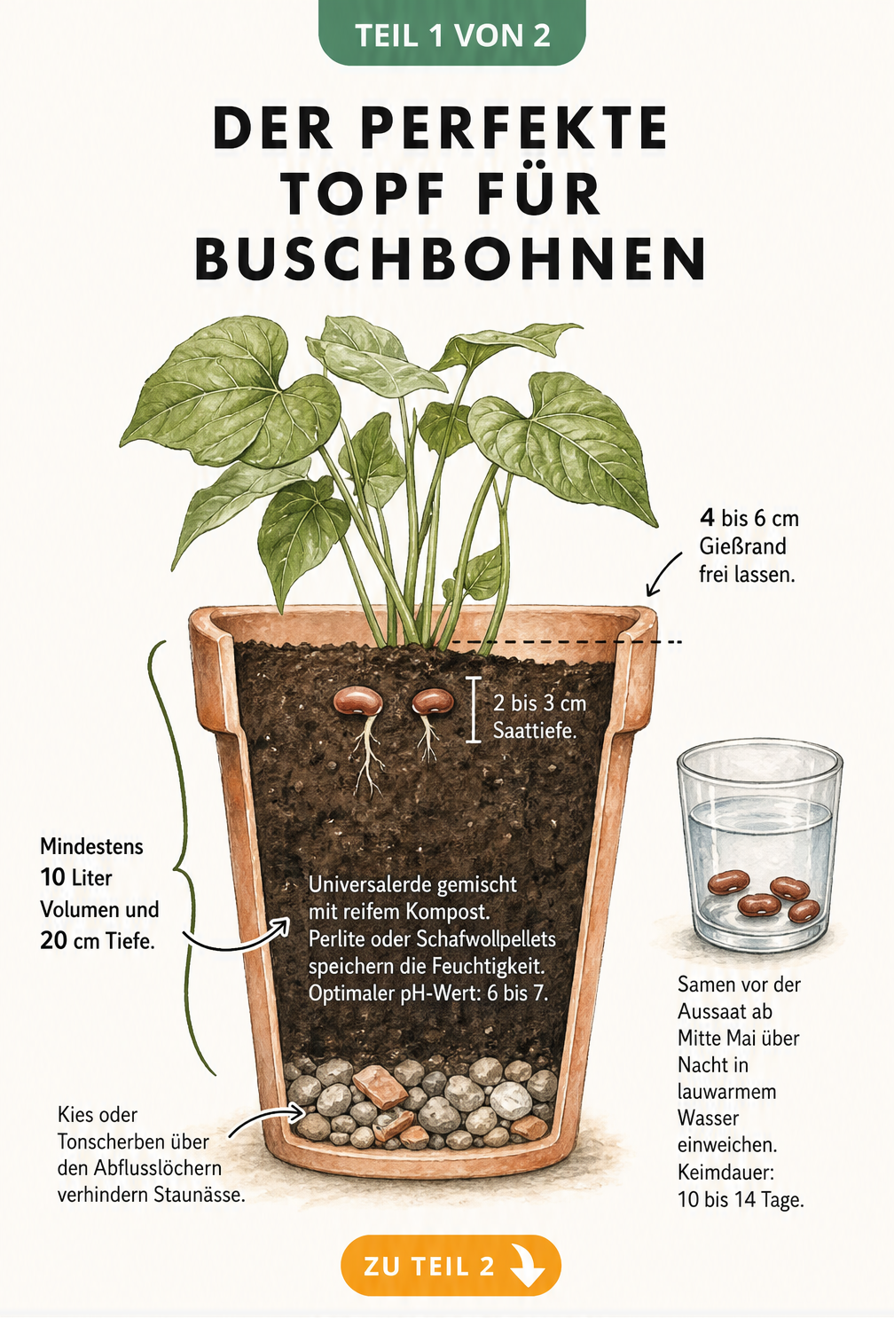 Querschnitt eines Pflanztopfes für Buschbohnen mit Drainageschicht, Erde und Bohnensamen