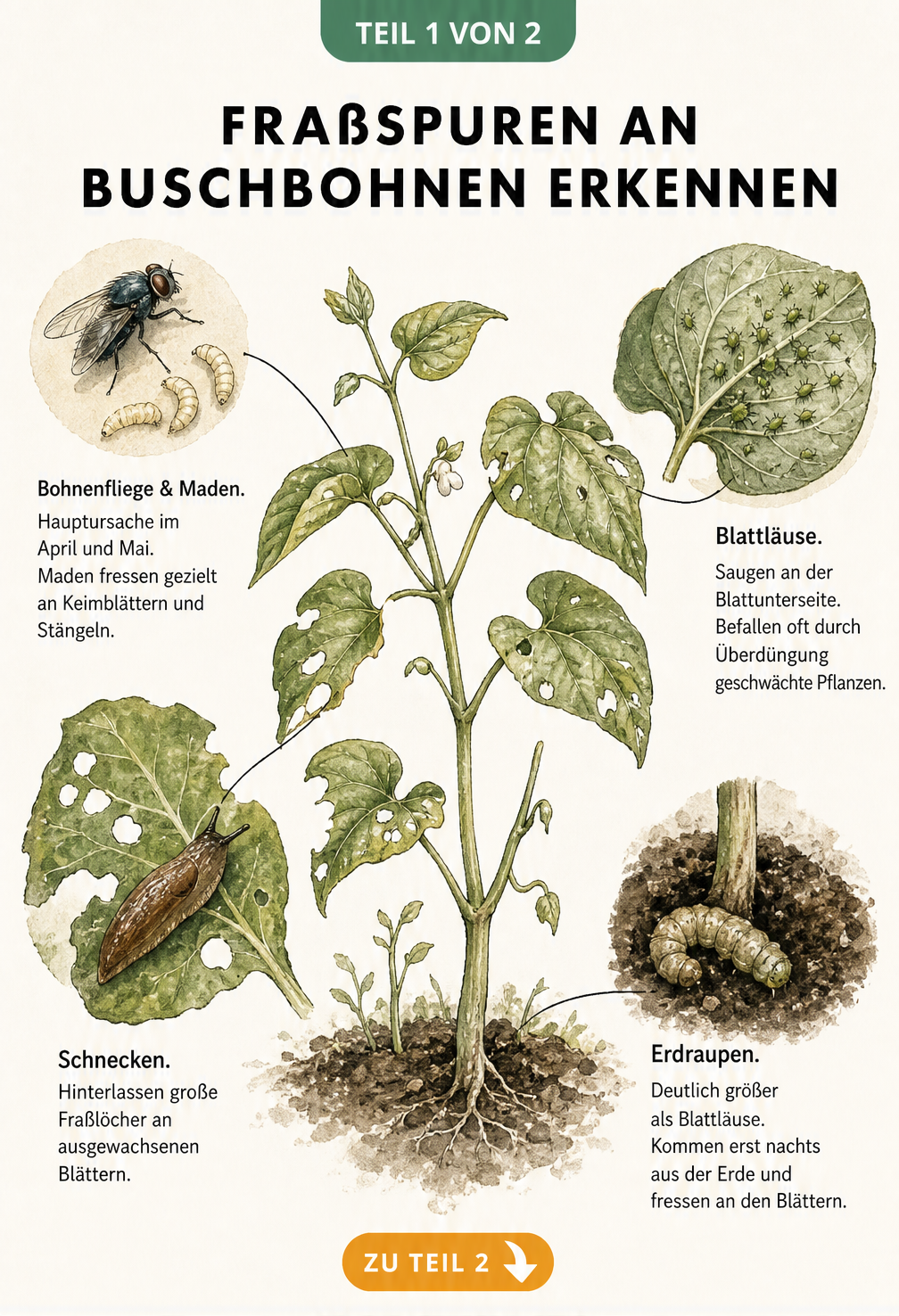 Illustration einer Buschbohne mit Fraßspuren durch Bohnenfliege, Schnecken, Blattläuse und Erdraupen