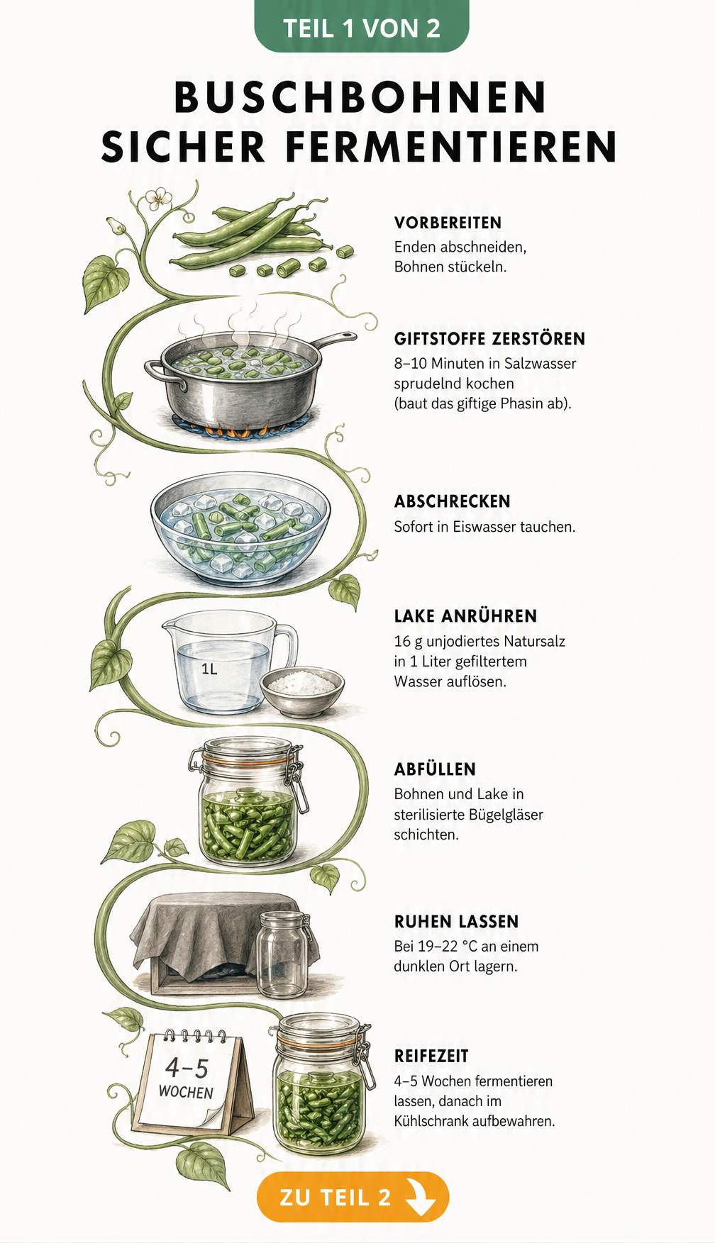 Illustration der Arbeitsschritte zum sicheren Fermentieren von Buschbohnen an einer rankenden Bohnenpflanze