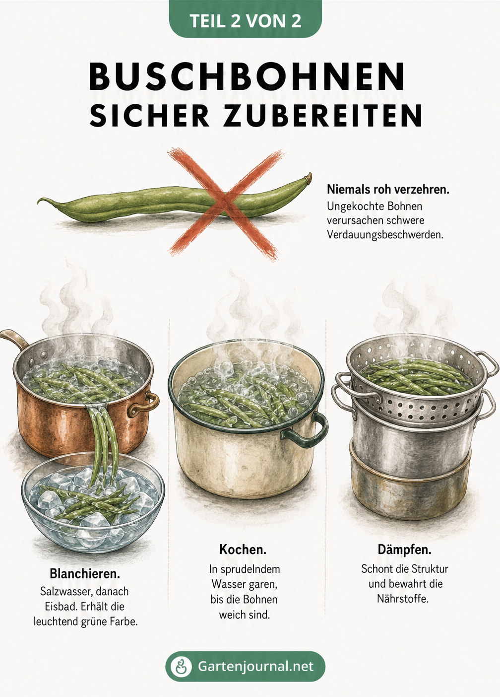 Illustration einer rohen Buschbohne mit rotem Kreuz und drei Kochtöpfen zum Blanchieren, Kochen und Dämpfen