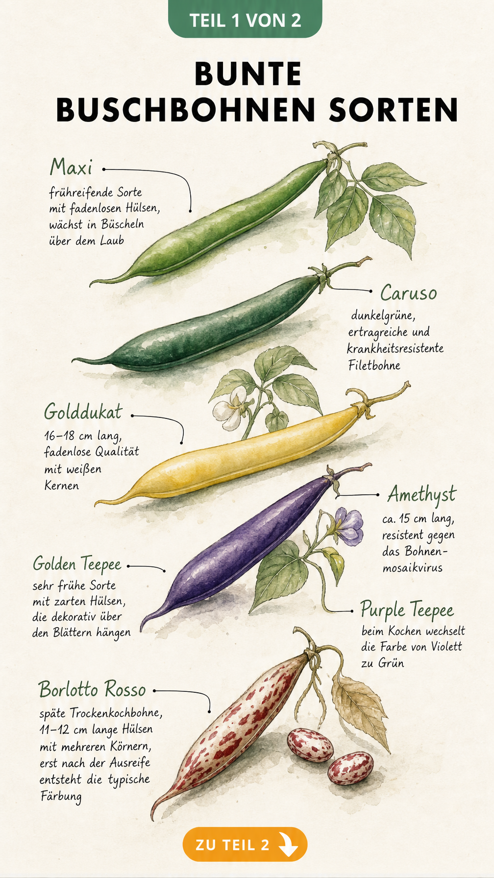 Botanische Illustration von vier Buschbohnen-Sorten in Grün, Gelb, Violett und Rot mit Sortenmerkmalen