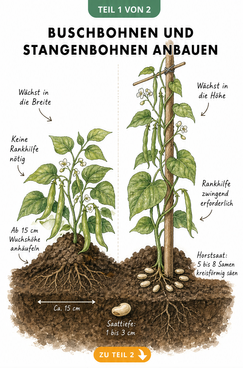 Botanische Illustration: Vergleich von Buschbohnen und Stangenbohnen mit Wuchshöhe, Rankhilfe und Pflanzabstand