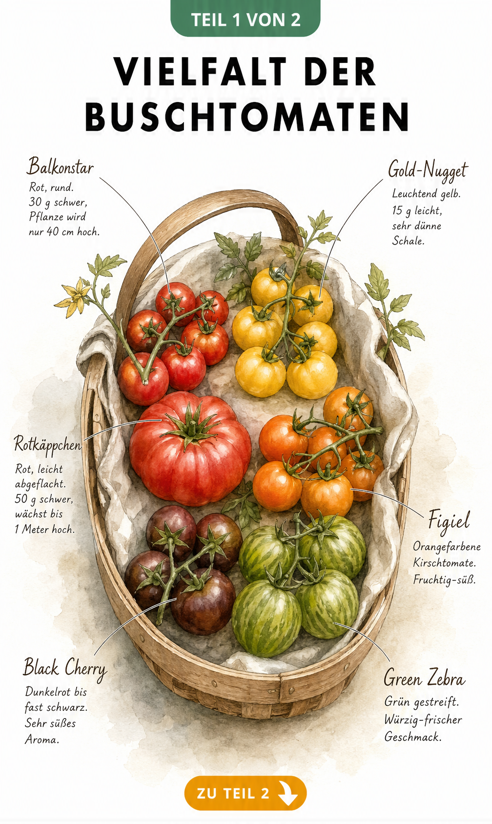 Aquarell-Illustration von sechs verschiedenen Buschtomaten-Sorten in einem rustikalen Holz-Erntekorb