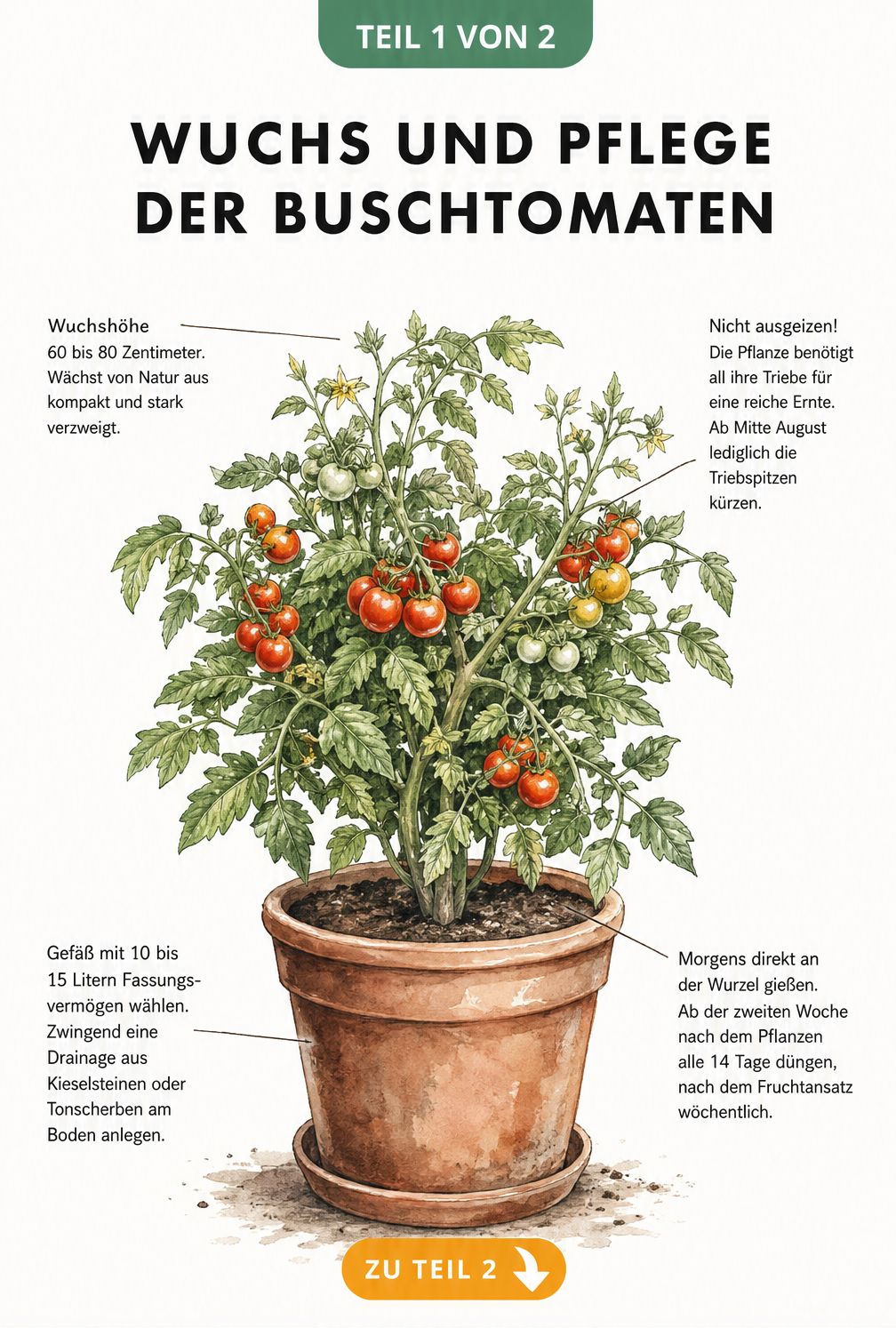 Illustration einer kompakten Buschtomate im Terrakotta-Topf mit Hinweisen zu Wuchshöhe, Gießen, Düngen und Topfgröße