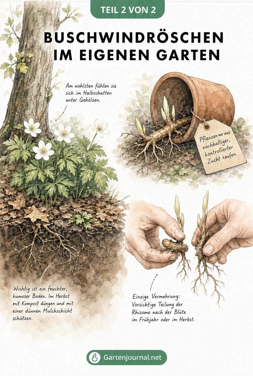 Illustration zur Kultivierung von Buschwindröschen im Garten mit Standort im Halbschatten und Teilung des Rhizoms