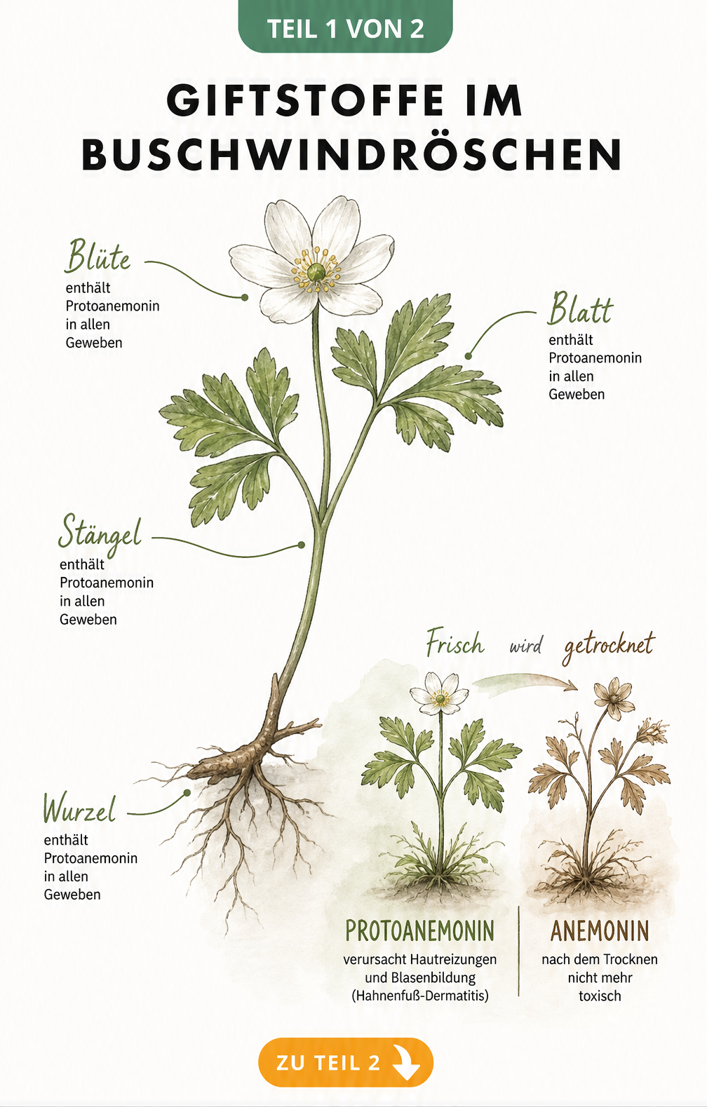 Botanische Illustration eines Buschwindröschens mit Markierungen der giftigen Pflanzenteile und Gegenüberstellung von frischer und getrockneter Pflanze