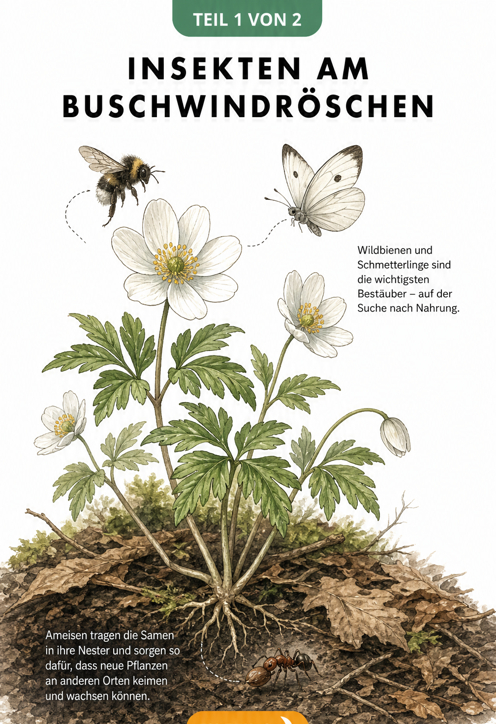 Botanische Zeichnung eines Buschwindröschens mit Wildbiene, Schmetterling und einer Ameise, die einen Samen transportiert