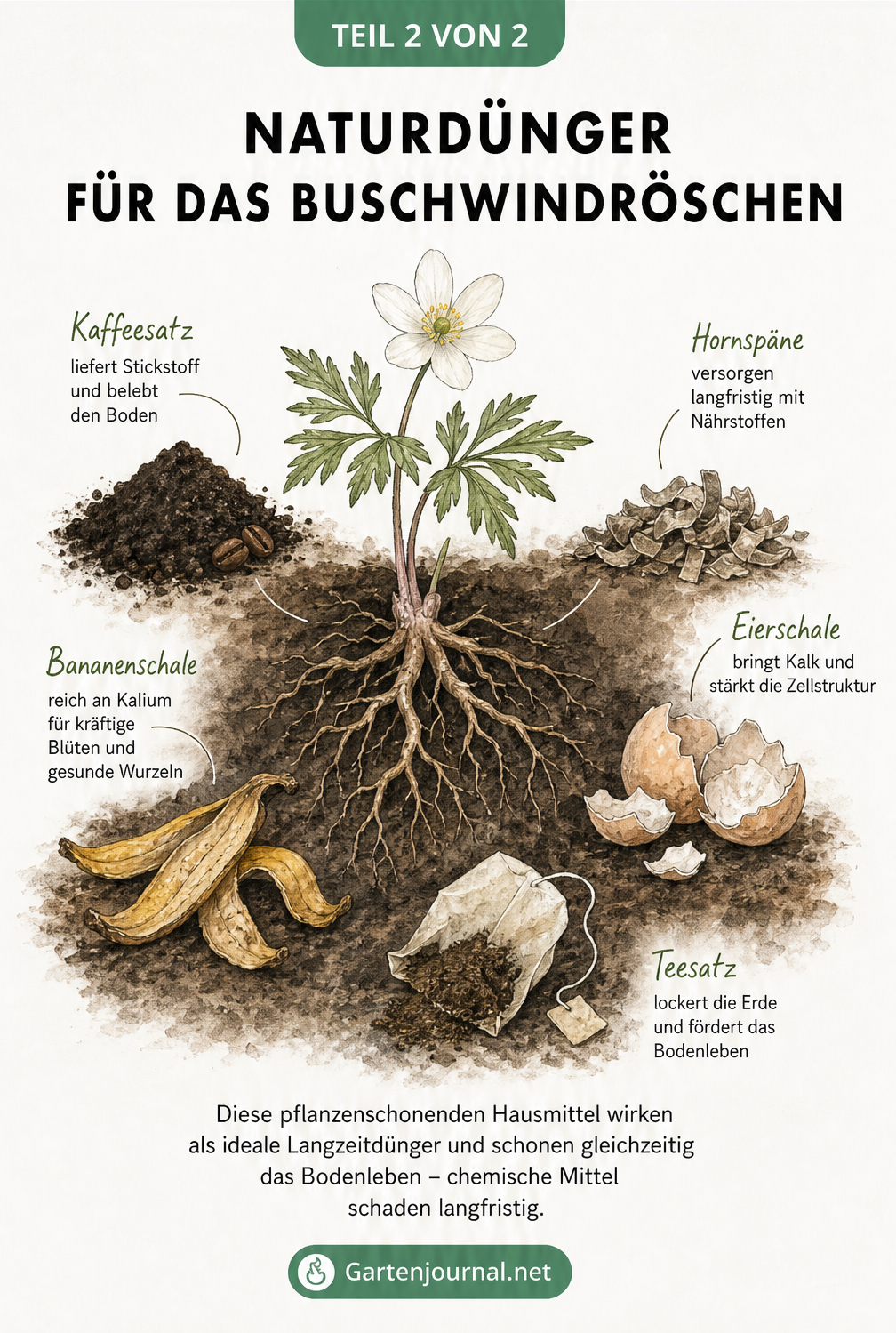 Illustration von Naturdüngern wie Kaffeesatz, Bananenschale, Hornspäne, Eierschale und Teesatz an den Wurzeln eines Buschwindröschens